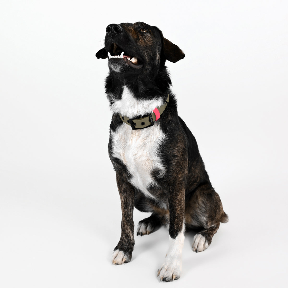 Biothane Halsband beige mit pink sitzender Hund