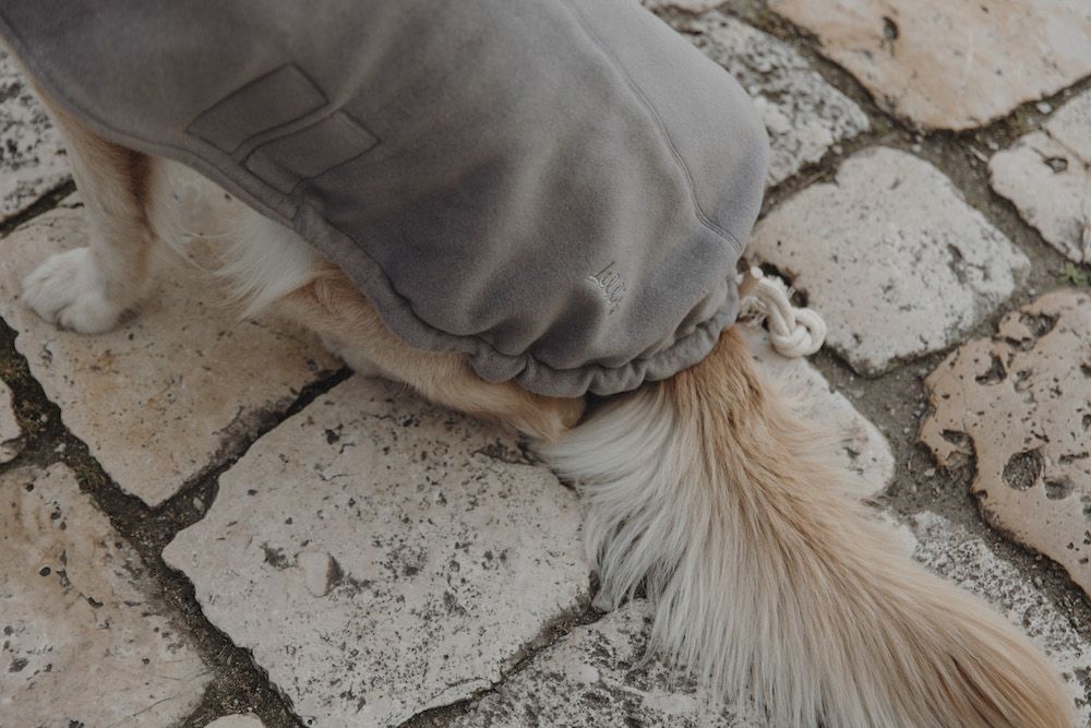 Hundepullover Stone Grey Hund sitzt