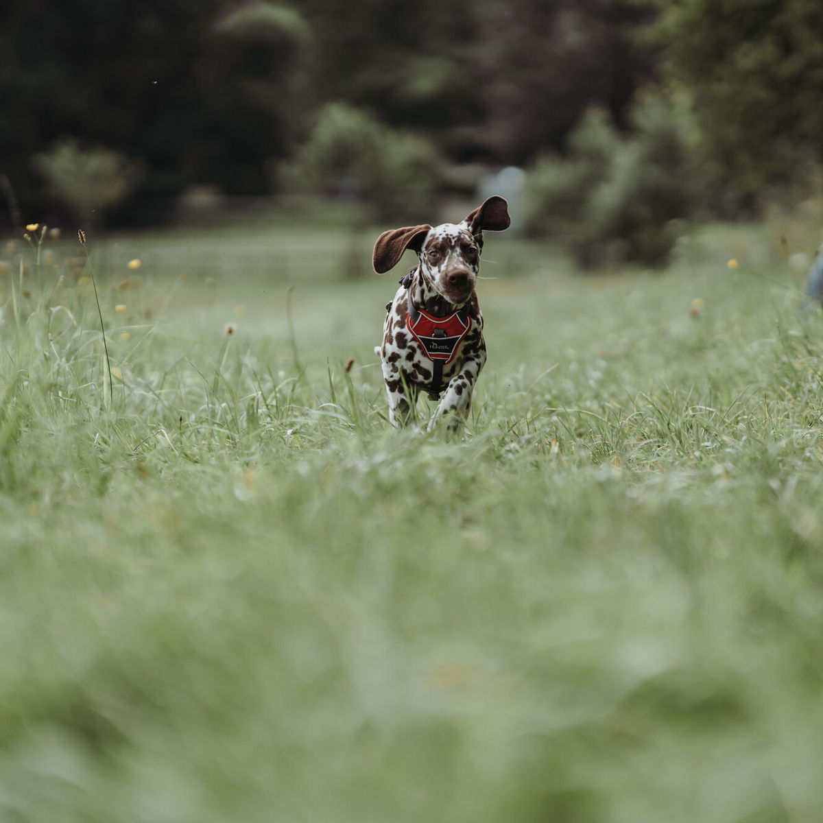Hundegeschirr "Divo" | rot/grau
