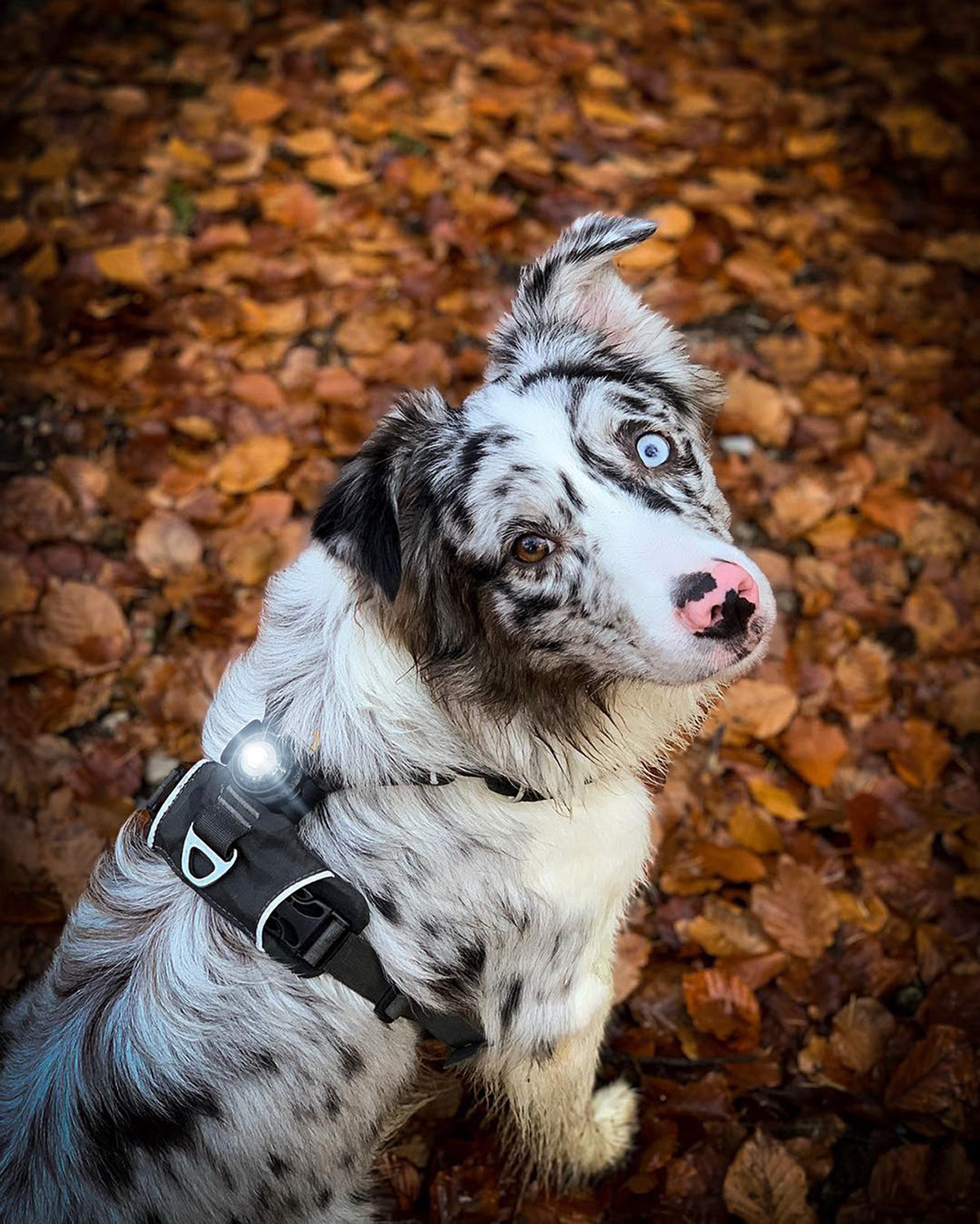 Orbiloc Dog Dual Dark Hund