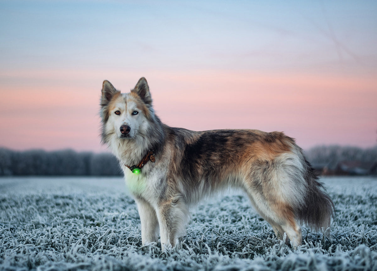 Orbiloc Dog Dual Green Hund frostig