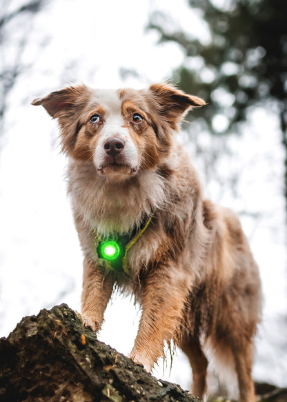Orbiloc Dog Dual Green Hund