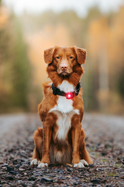 Orbiloc Dog Dual Red Hund sitzend