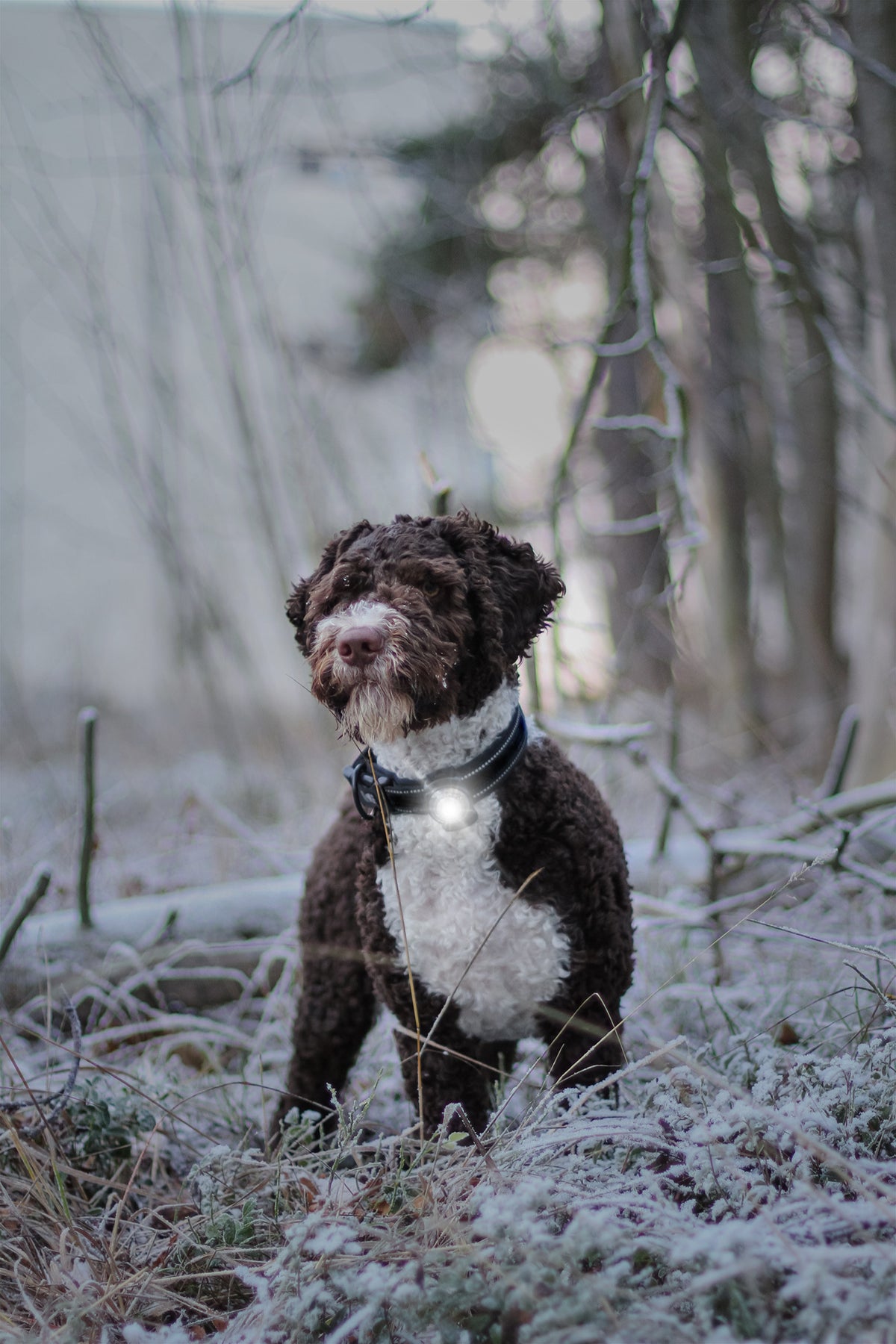 Orbiloc Dog Dual White Hund im Wald