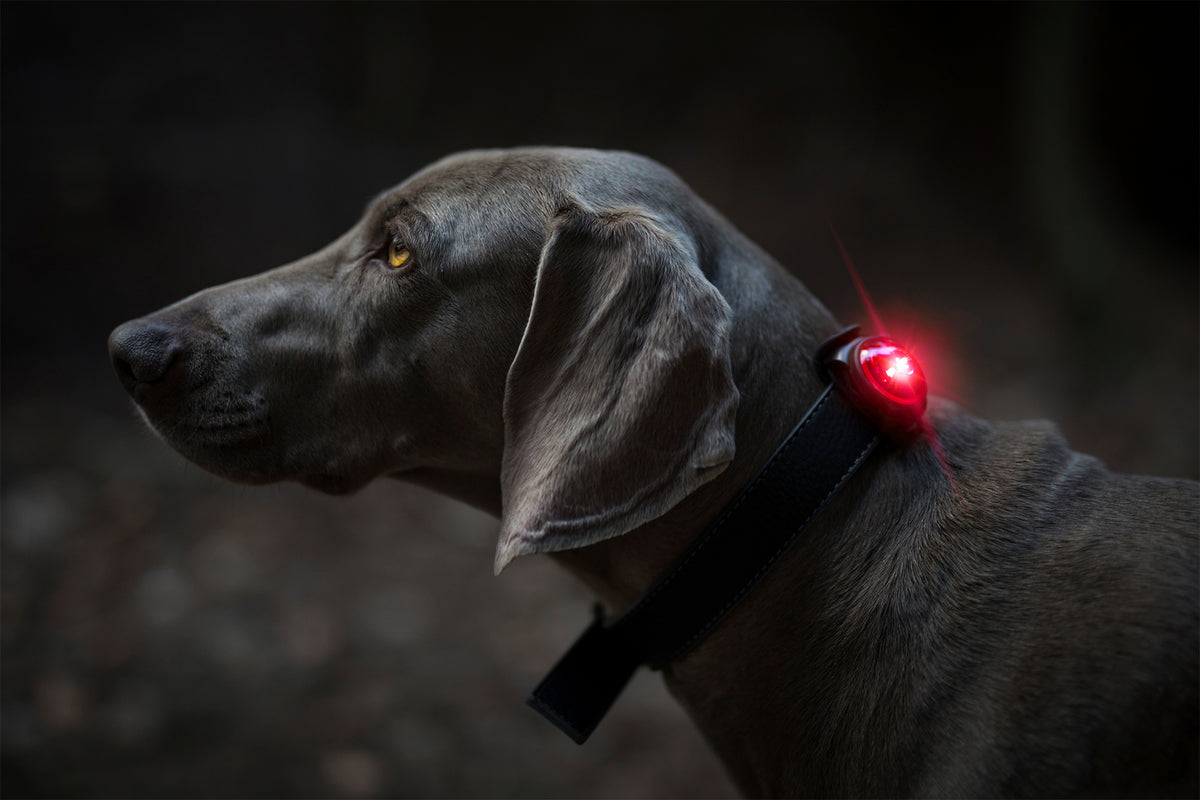 Orbiloc Dog Dual Red Hund