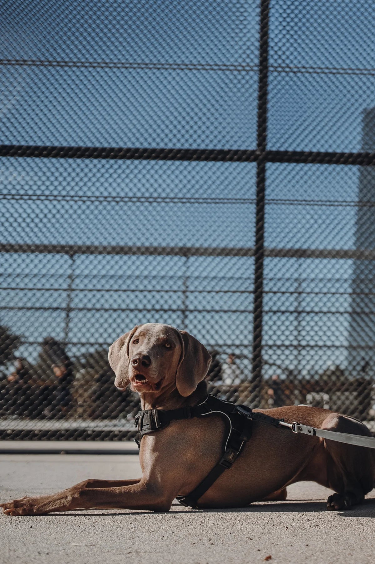 Thomas & Henry Essential Geschirr Weimaraner
