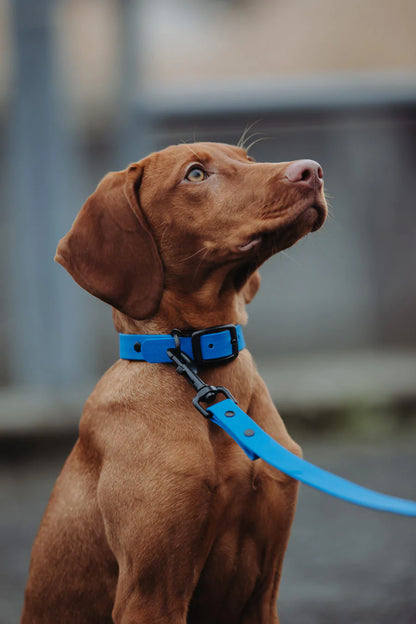 Biothane Führleine blau Hund sitzt