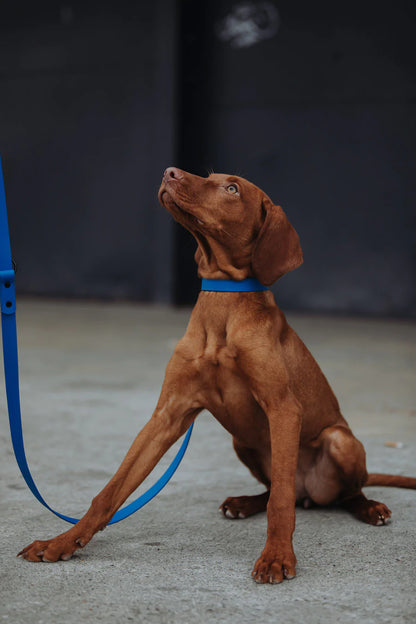 Biothane Führleine blau mit Hund