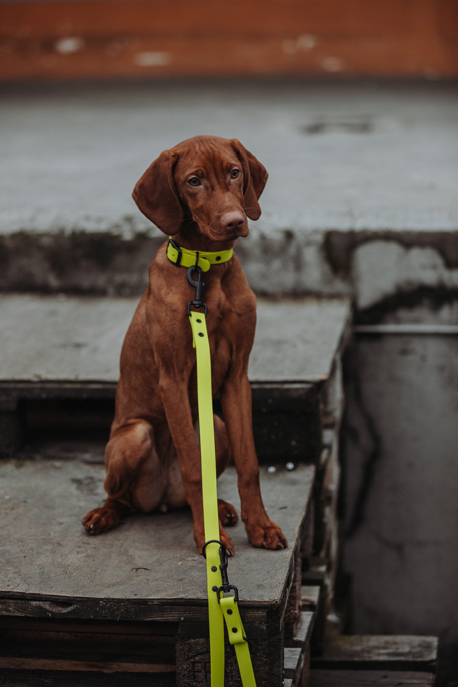 Biothane Set in gelb Hund sitzend