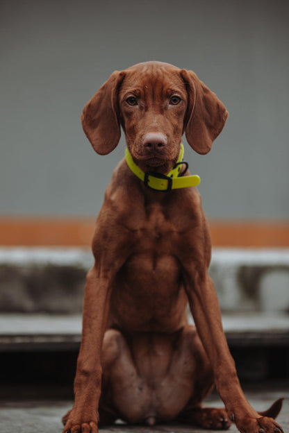 Biothane Set in gelb Hund sitzt