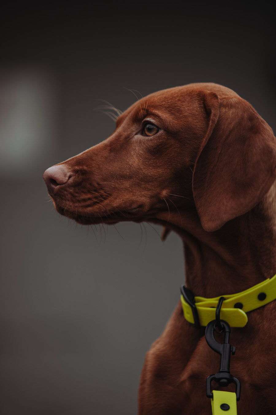 Biothane Set in gelb mit Hund