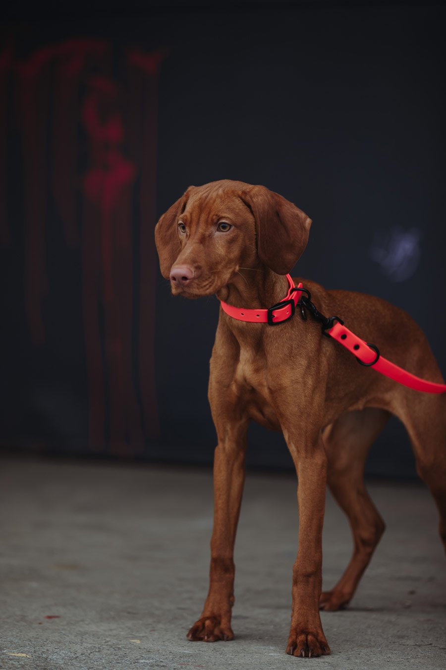 Biothane Hundeleine in pink von Thomas & Henry mit Hund