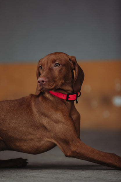 Biothane Hundehalsband in pink  von Thomas & Henry mit Hund