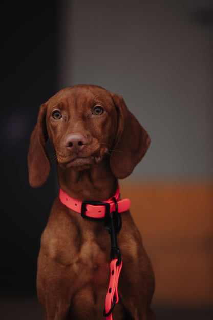 Biothane Set Halsband und Leine in pink von Thomas & Henry mit Hund