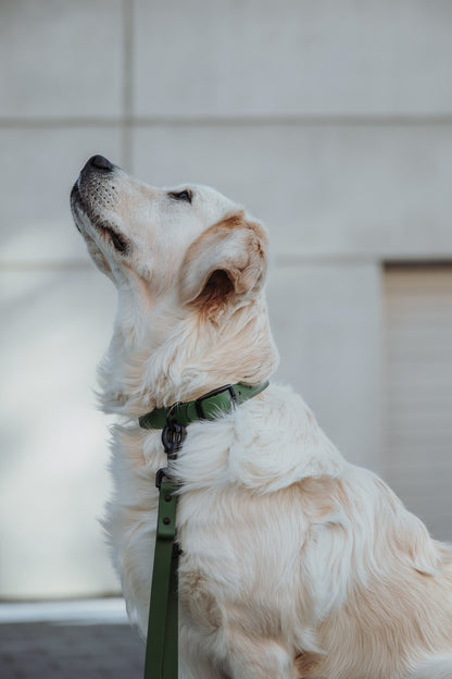 Biothane Hundeleine in olive von Thomas & Henry mit Hund
