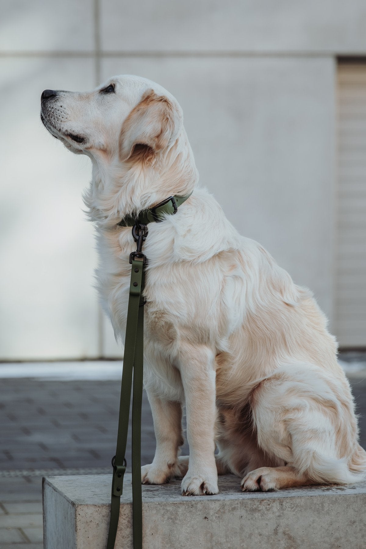 Biothane Hundeleine in olive von Thomas & Henry mit Hund