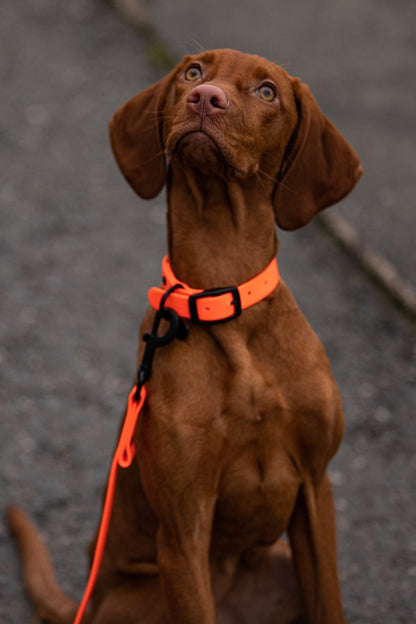 Biothane Hundeleine in orange von Thomas & Henry mit Hund
