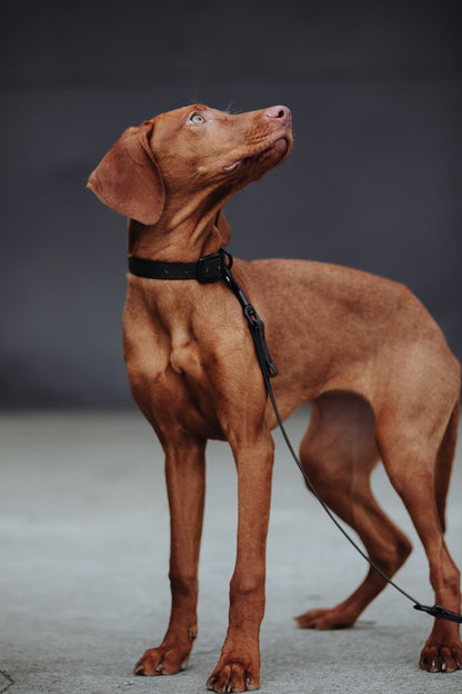 Biothane Hundehalsband in schwarz  von Thomas & Henry mit Hund