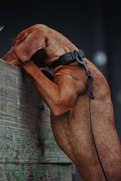 Biothane Set Halsband und Leine in schwarz von Thomas & Henry mit Hund
