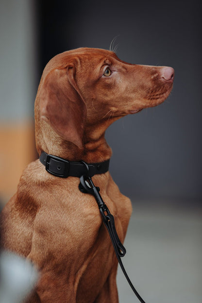 Biothane Set Halsband und Leine in schwarz von Thomas & Henry mit Hund