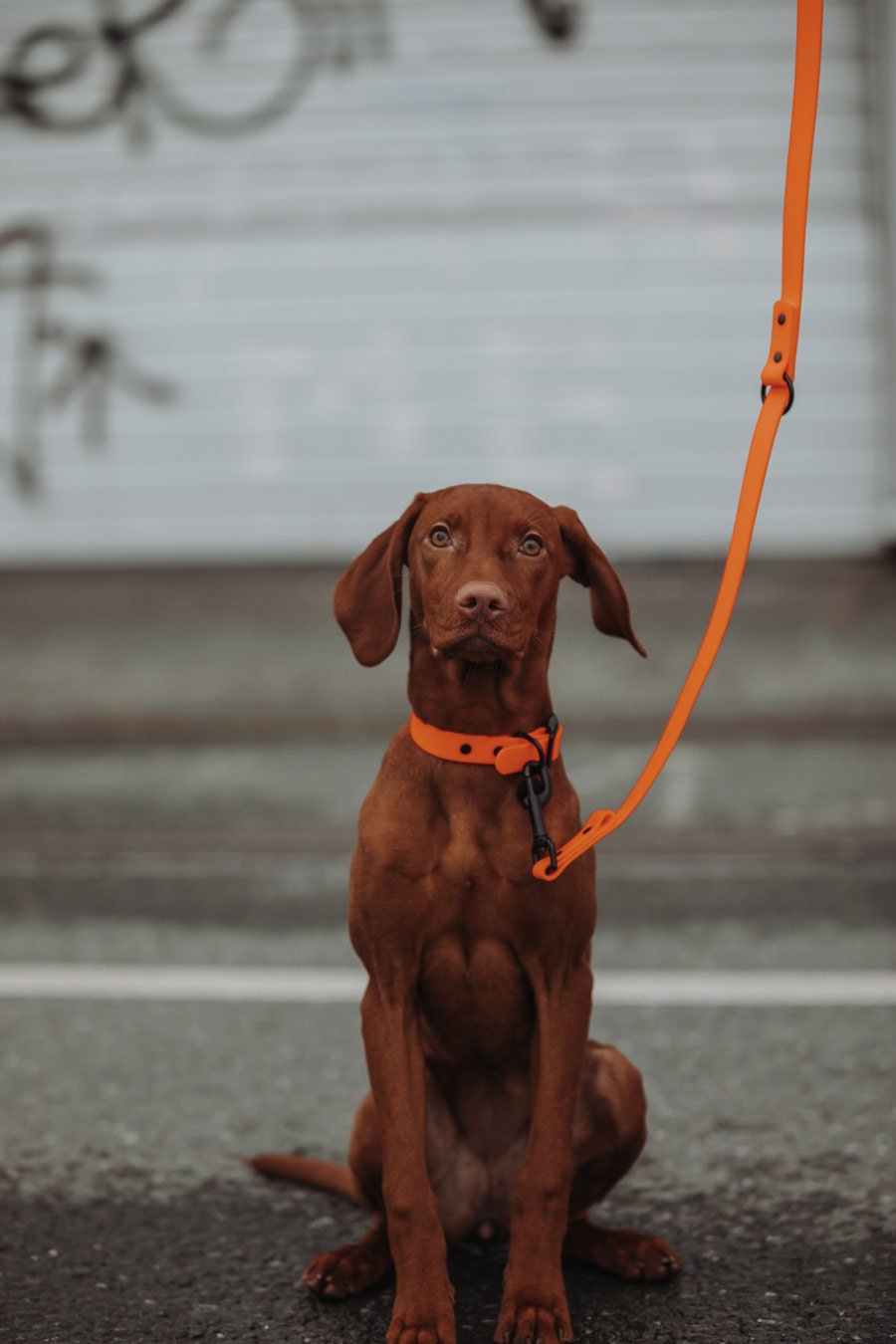 Biothane Hundeleine in orange von Thomas & Henry mit Hund