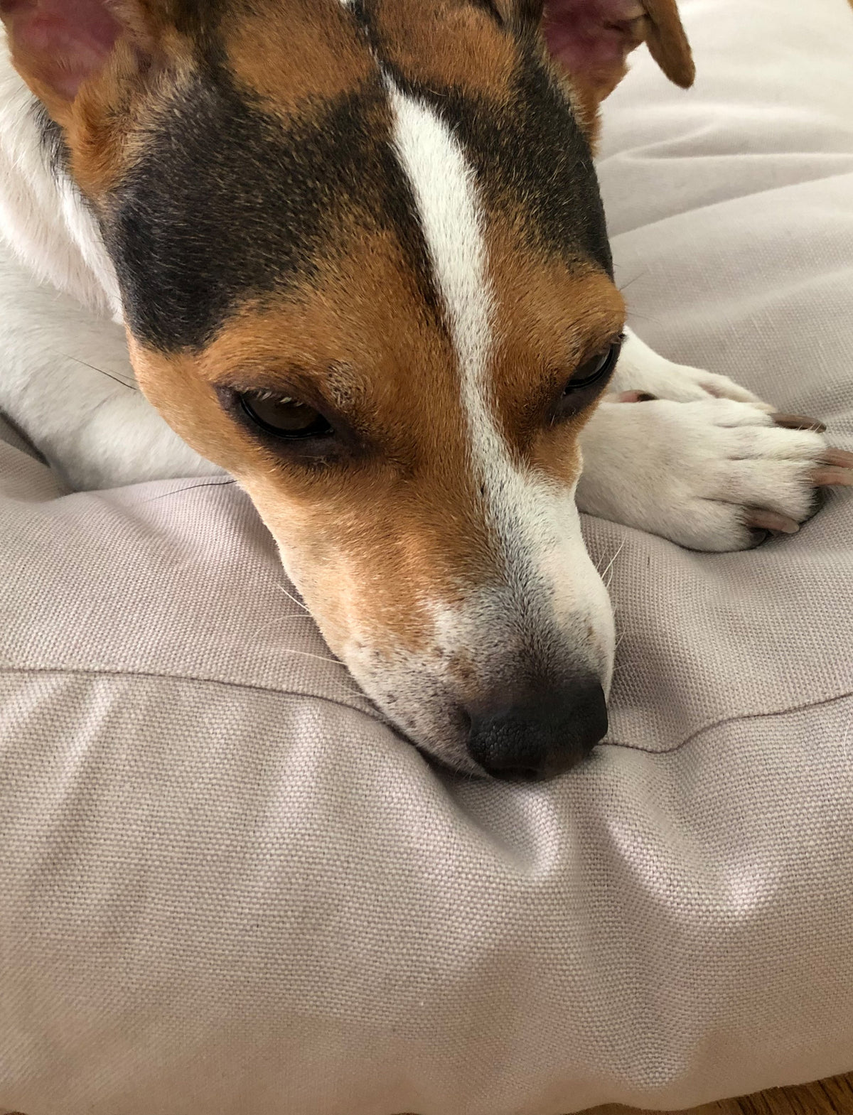 Hundebett tadazhi Tobine sand mit Hund